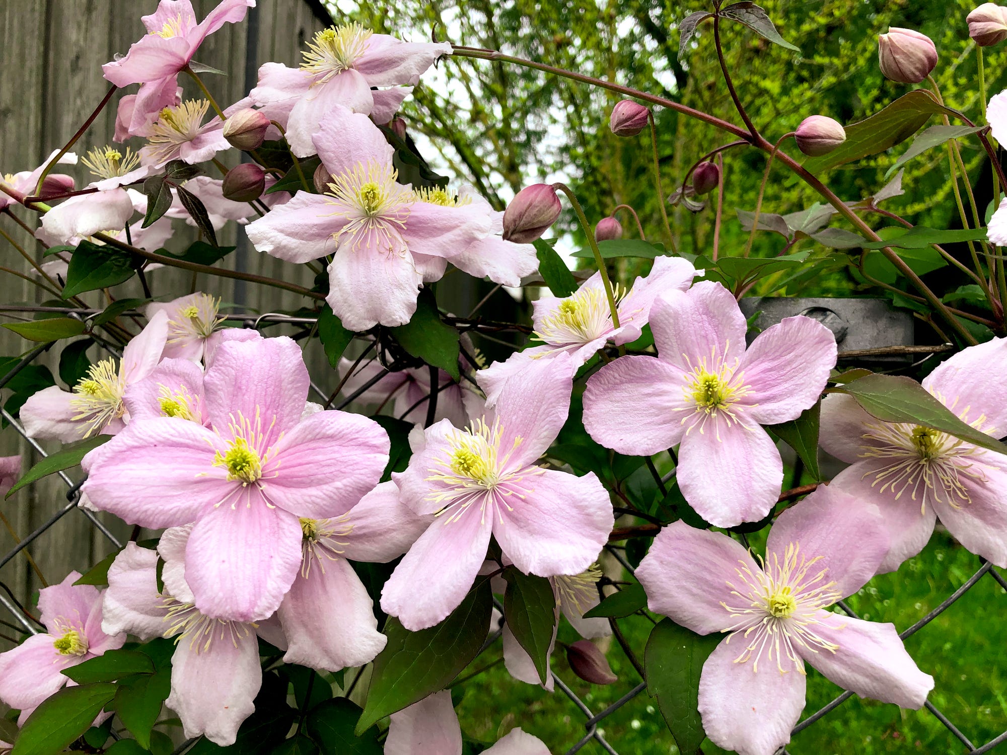 How to Plant and Grow Clematis - Clematis Growing Guide