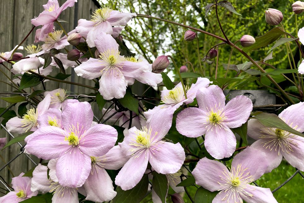 how to grow clematis