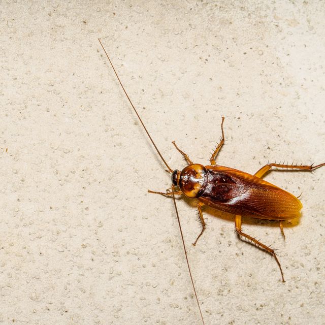 Close-Up Of Cockroach On Cement Wall
