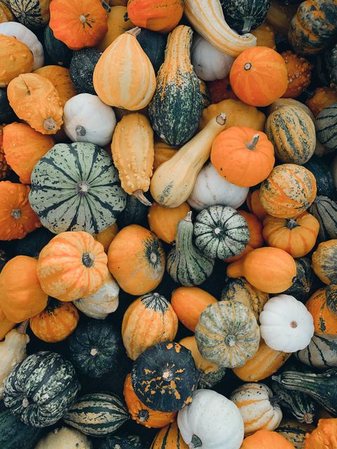 close up of colorful pumpkins autumn harvest raw and fresh farm vegetables