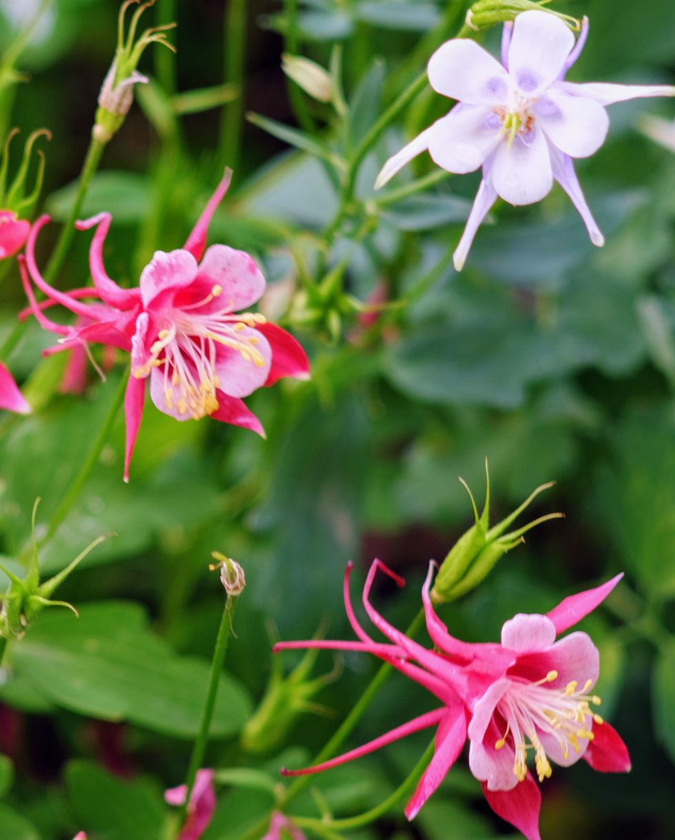 close up of columbine flowers blooming outdoors