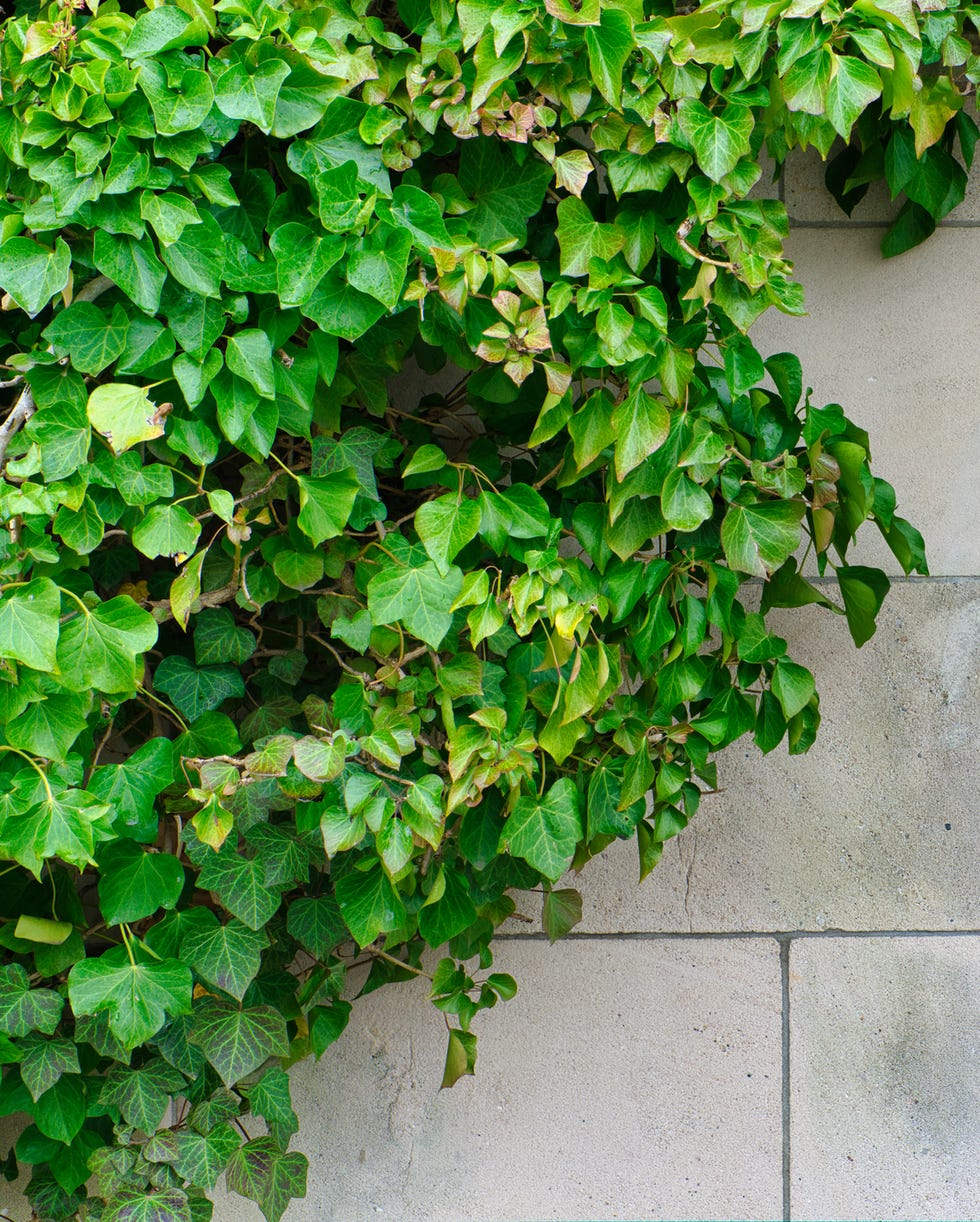 Invasive Plant English Ivy Invasive Plant English Ivy
