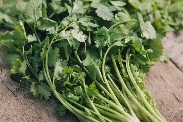 Cilantro