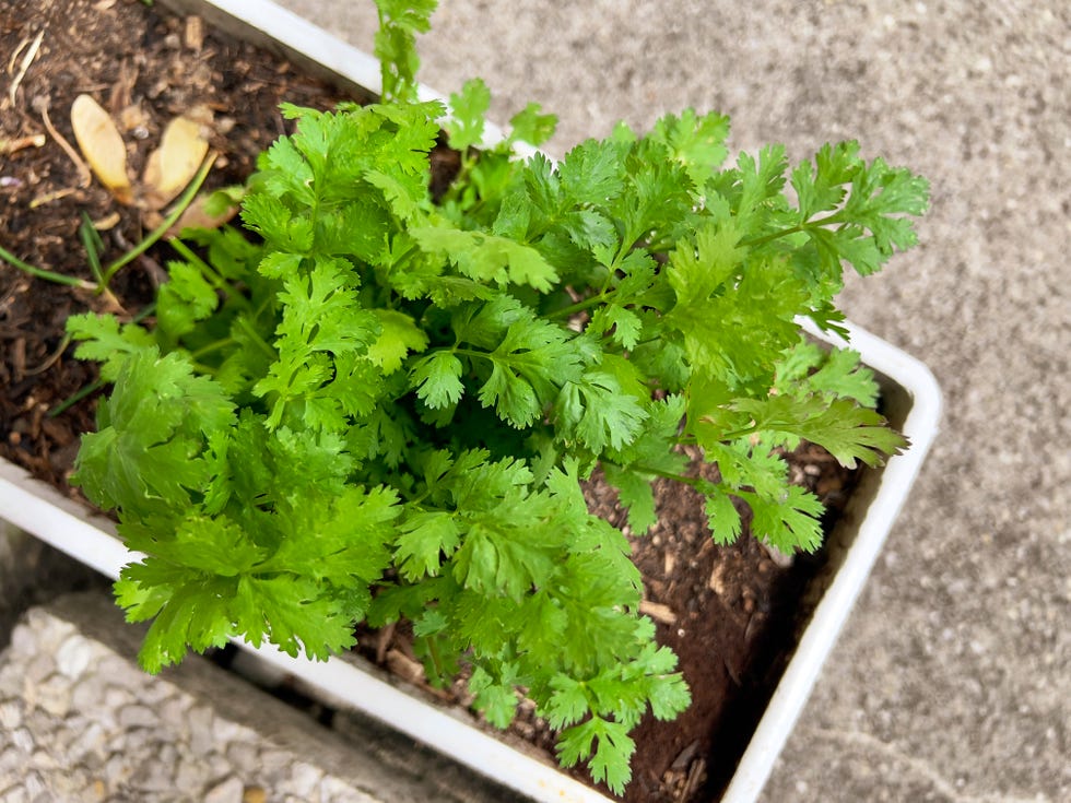 close up of coriander plant at nidau