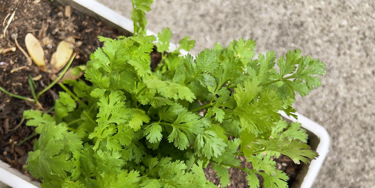 We Figured Out the Best Way to Keep Your Cilantro Plant Thriving All Summer Long
