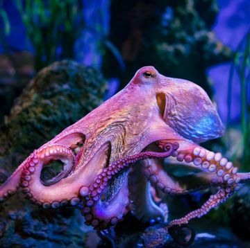 close up of pinkish octopus on rock