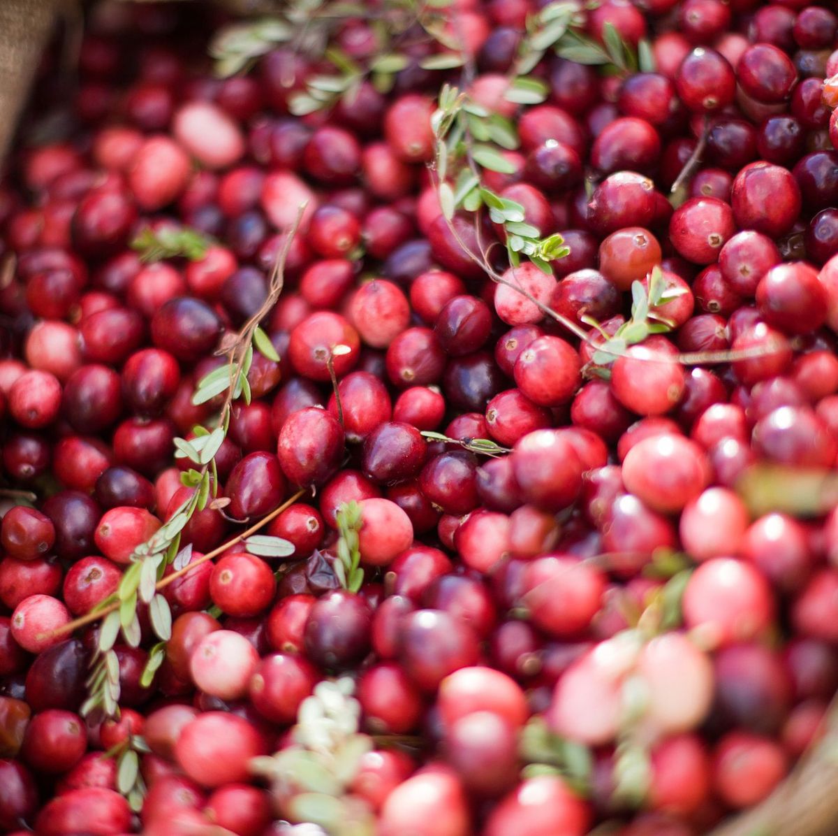 Are Cranberries Good for You? - Cranberry Health Benefits