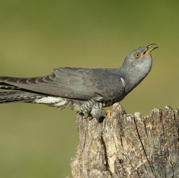 close up of cuckoo perching on wood