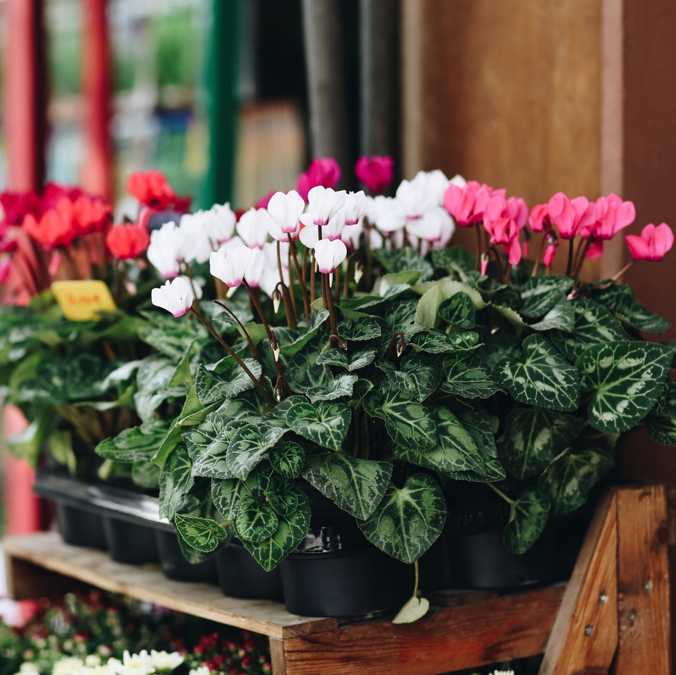 close up of cyclamen pots for sale