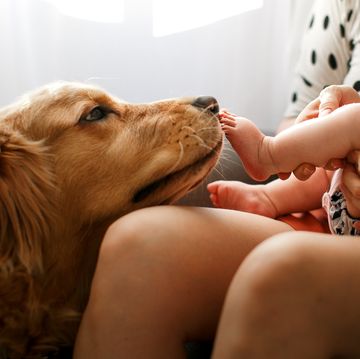 close up of dog golden retriever licking baby feet