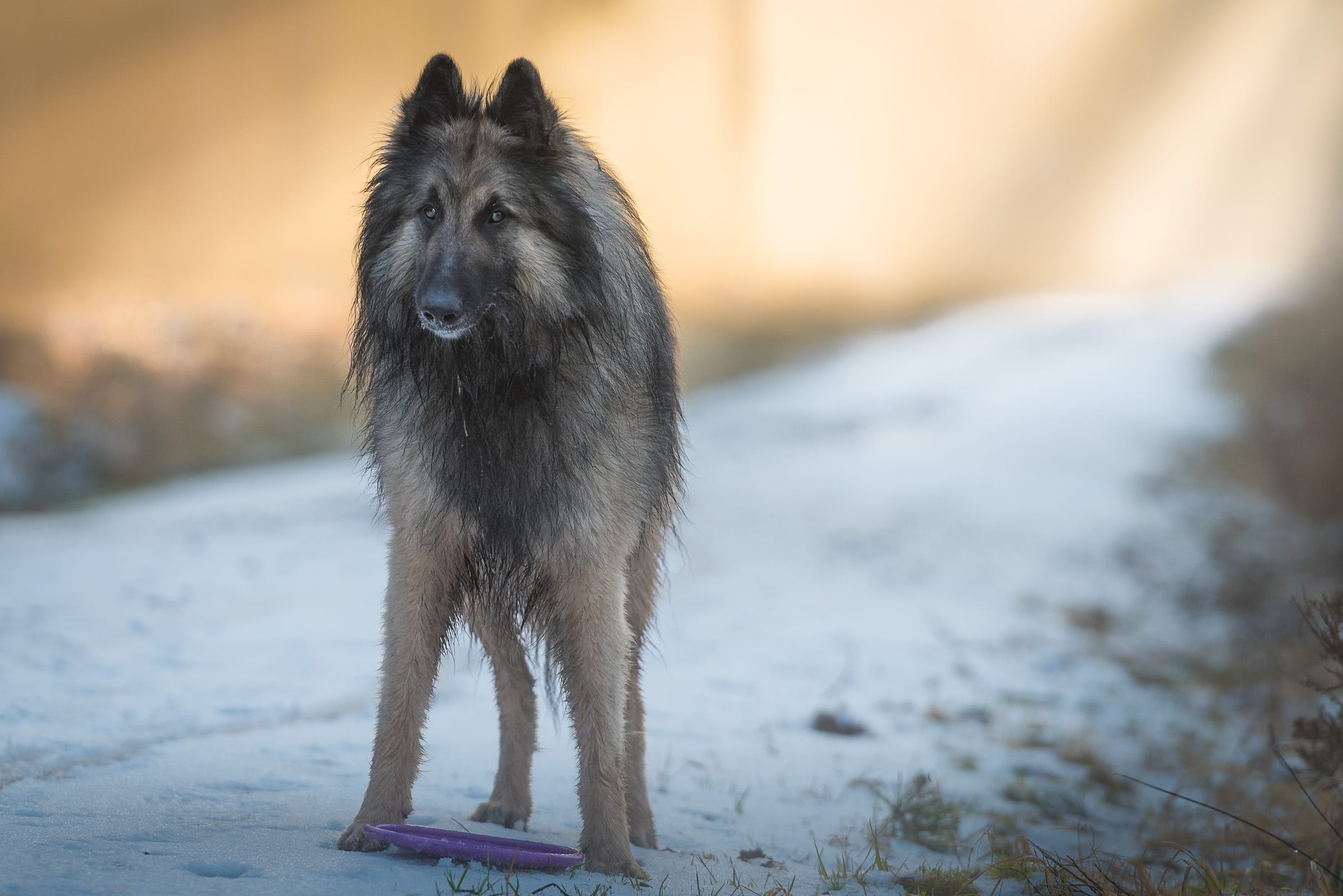 close up of dog standing on snow, teublitz, germany