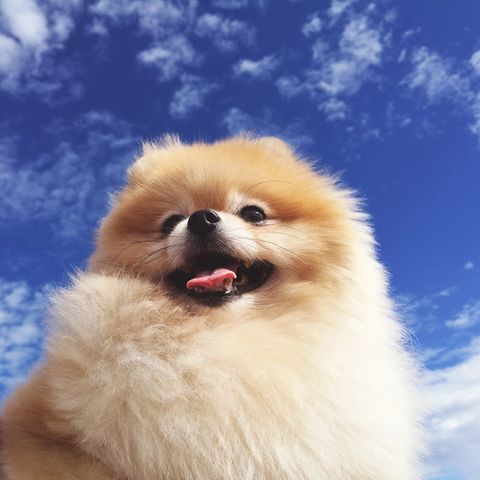Pomeranian Dog Blue Sky