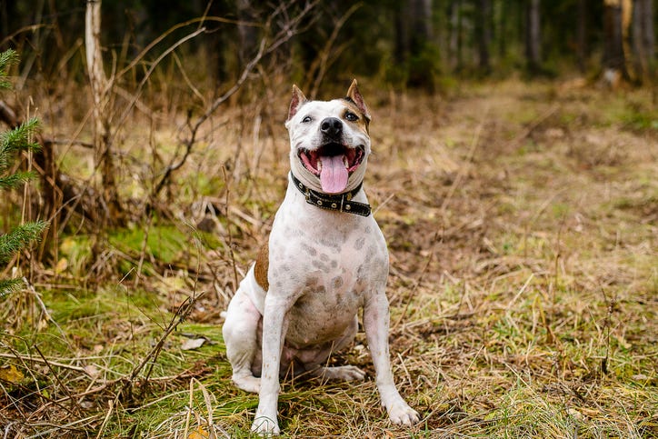 close up of dog sticking out tongue while sitting on grassy field