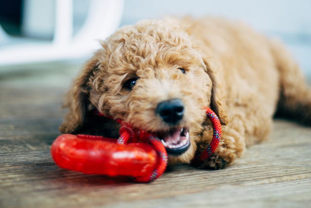 Las mejores ofertas en Juguetes de Perro de Juguete interactivo