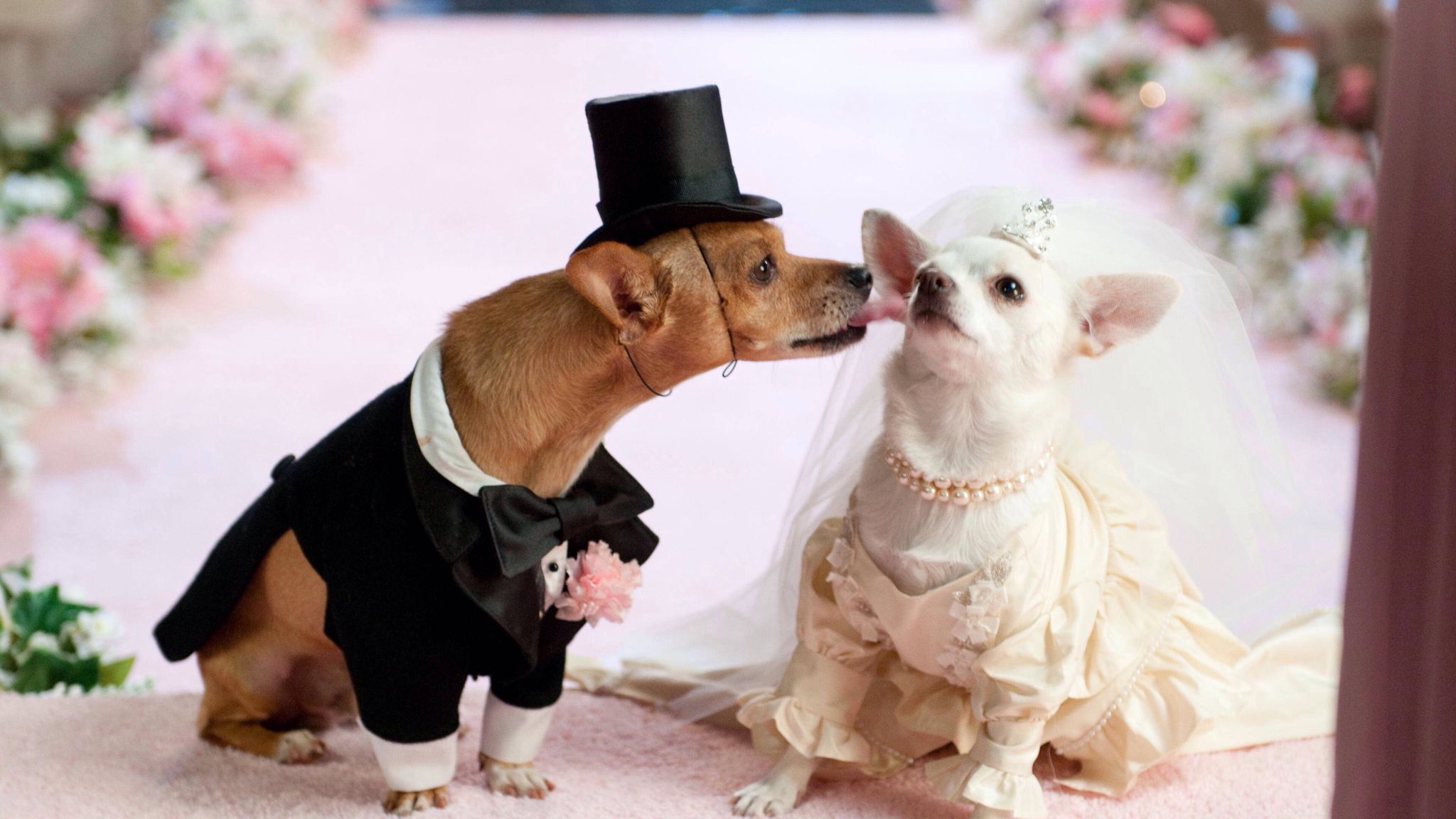 Close-Up Of Dogs In Bride And Groom On Pink Textile