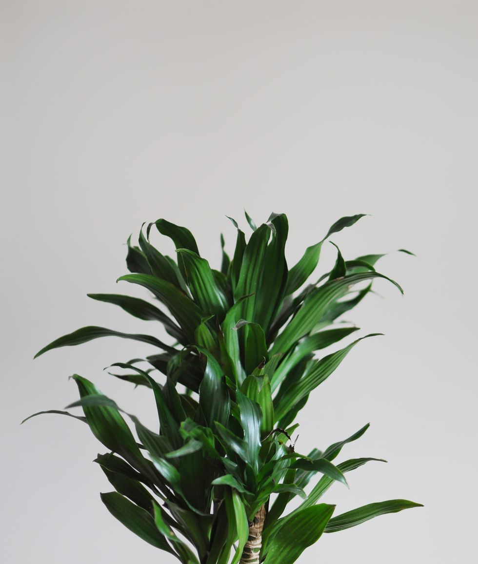 close up of dracaena fragrans home plant minimal style design on empty white wall background empty place your text