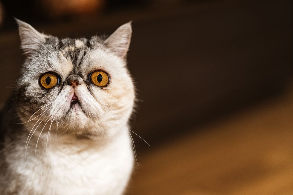 close up of exotic shorthair cat, kitten honey brown eyes animal and pet concept persian cat descent