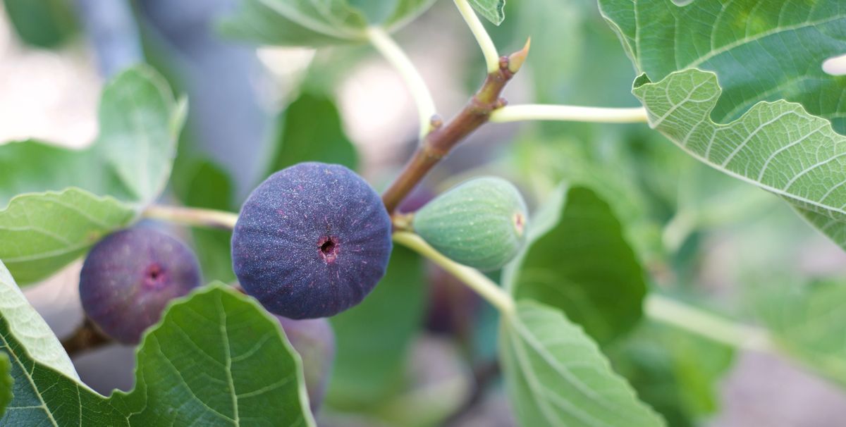 Close-Up Of Figs Growing On Tree