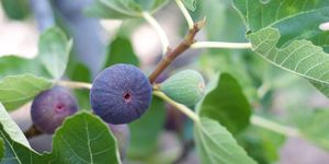 Close-Up Of Figs Growing On Tree