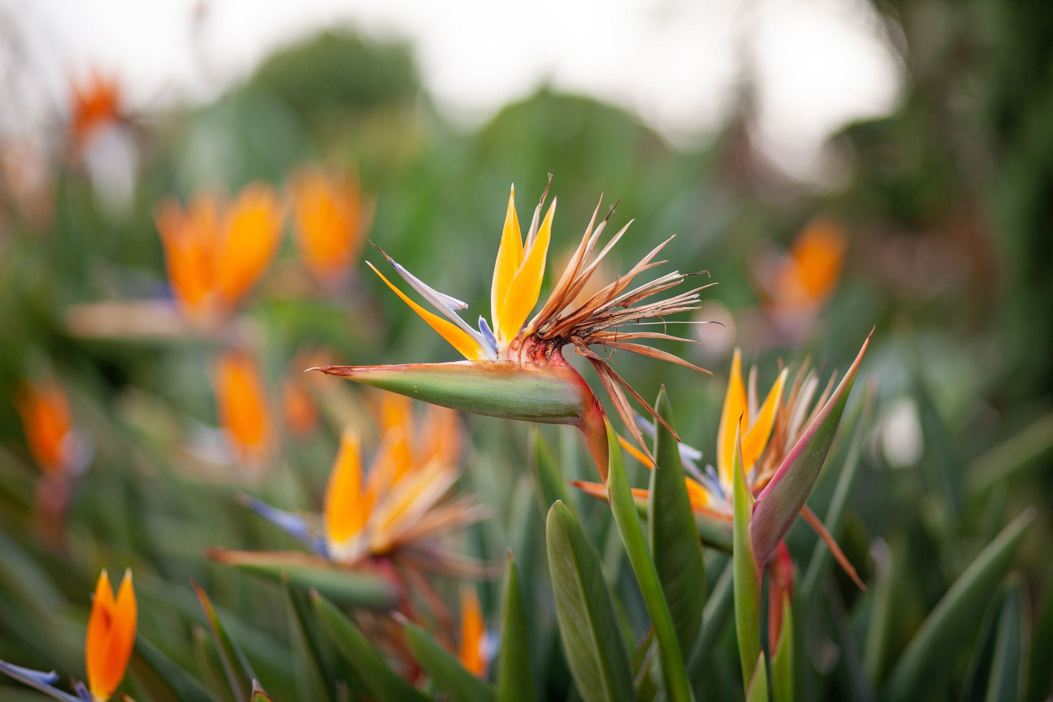 Your Expert Guide to Caring for Bird of Paradise Plants
