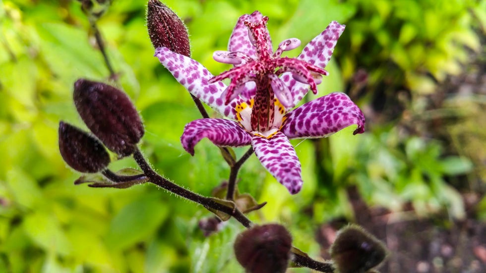 best shade perennials toad lily