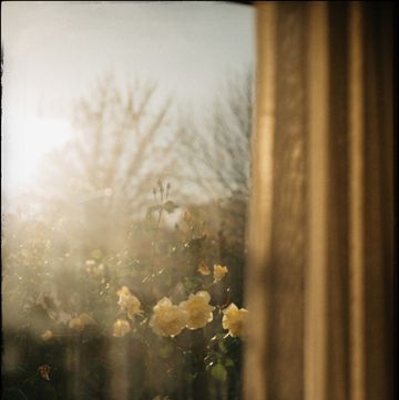 fiori finestra