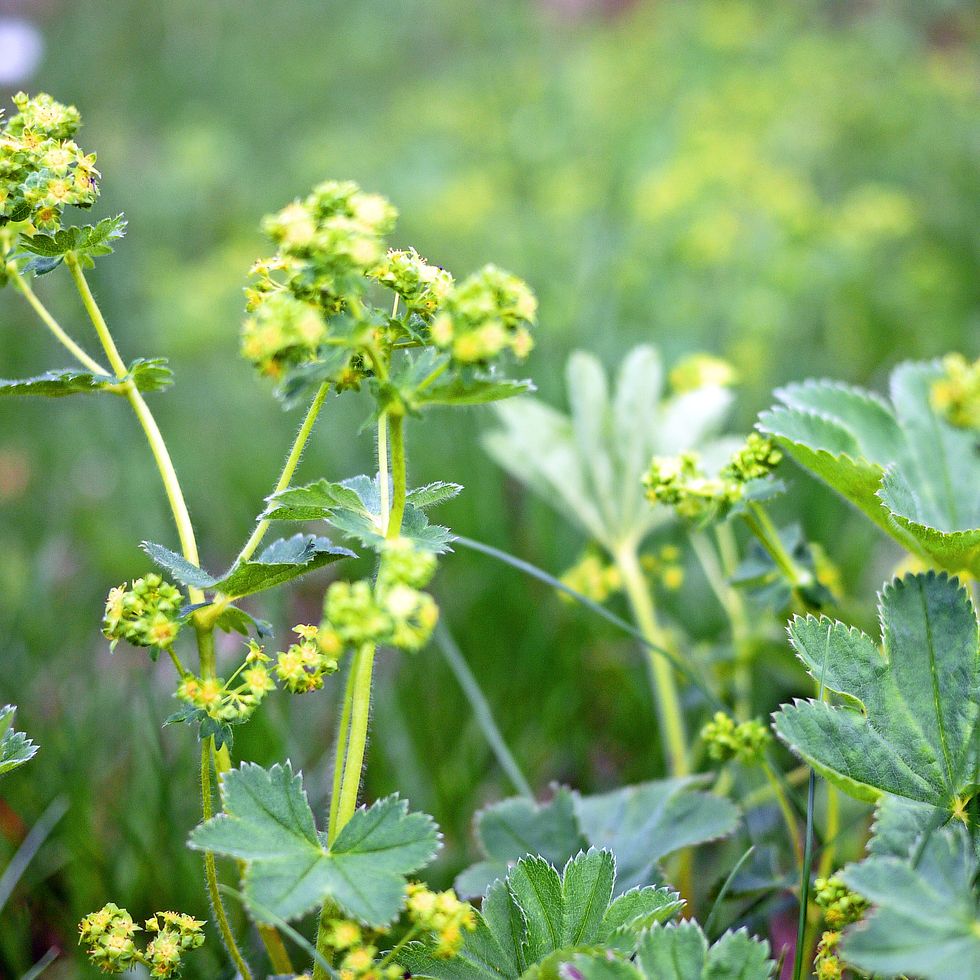 close up of flowering lady's mantle