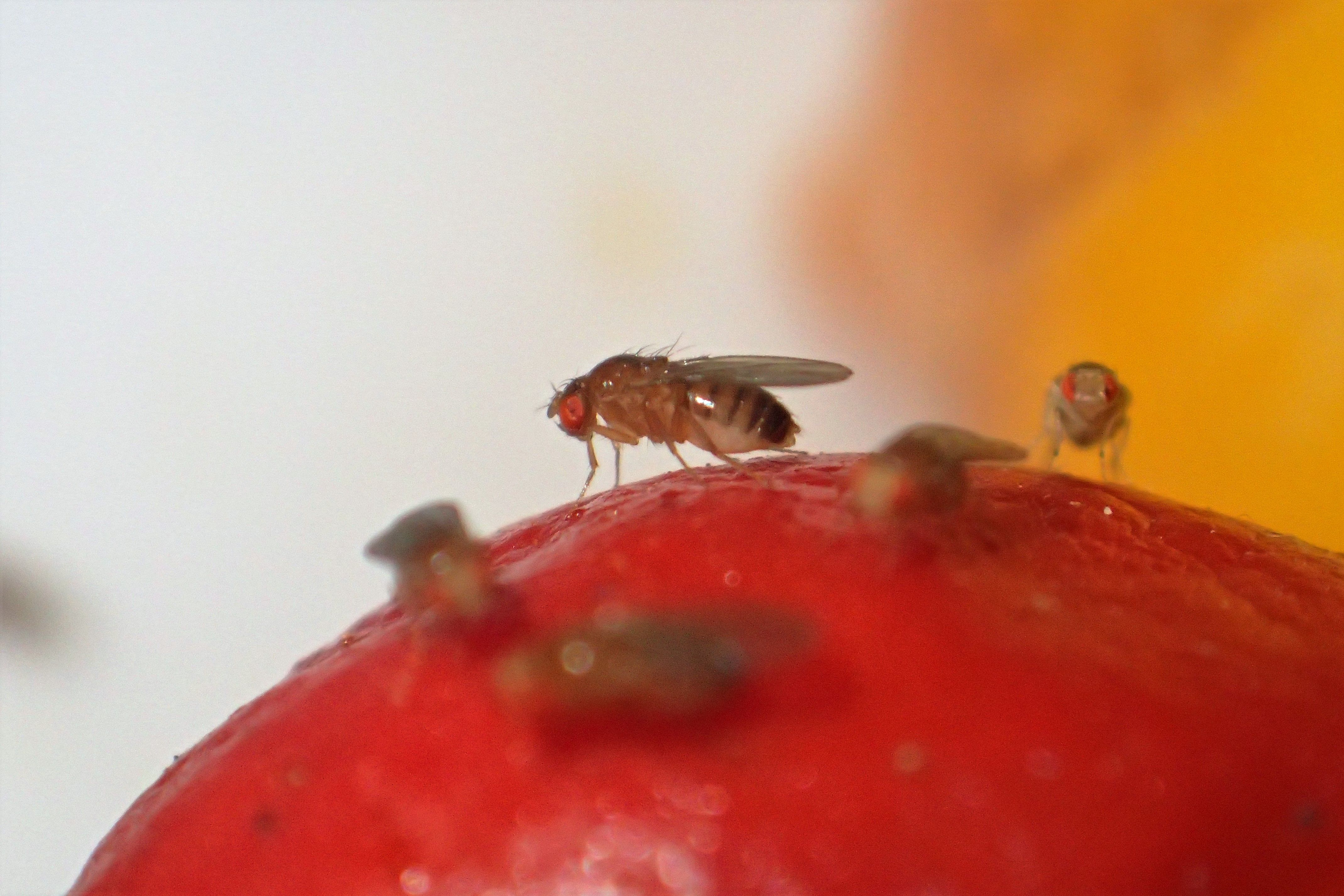 How to kill fruit flies: Easy fly trap tutorial