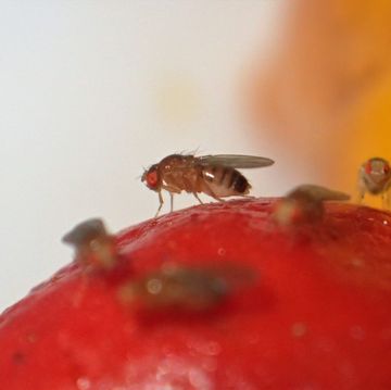 fruit fly traps diy