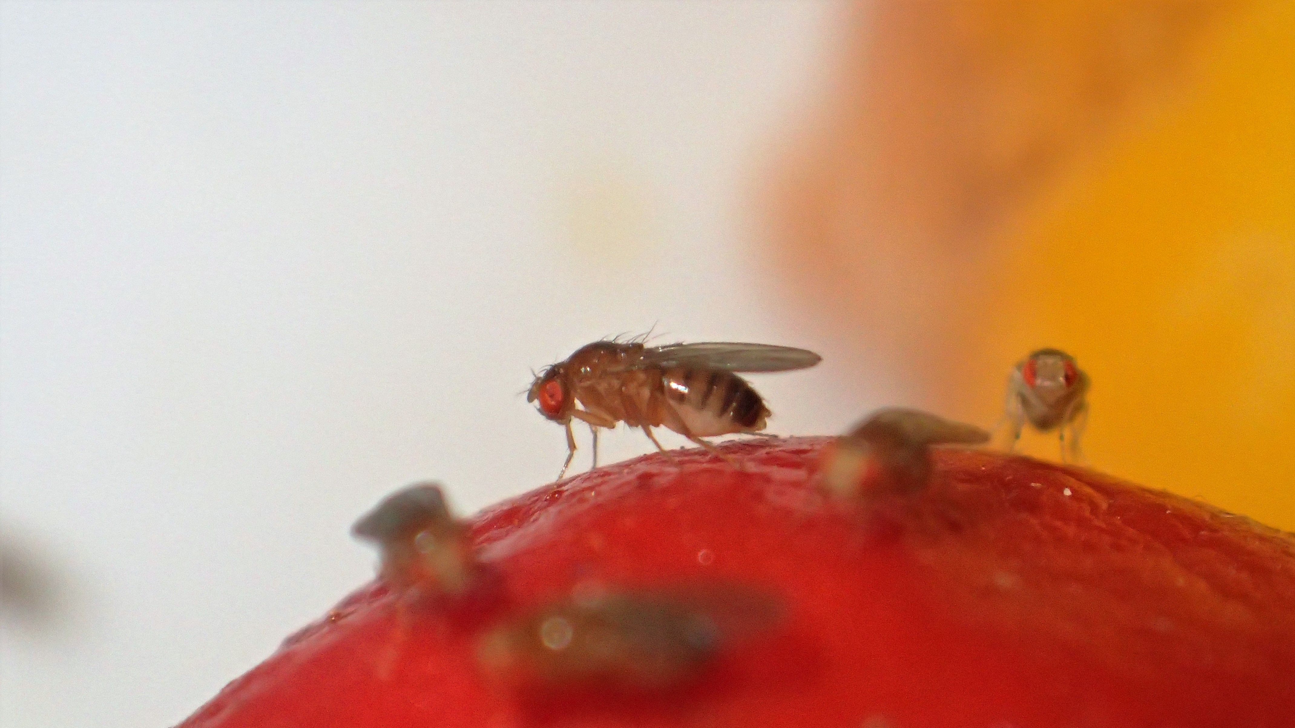 5 Fruit Fly Traps to Get Rid of Fruit Flies Once and for All