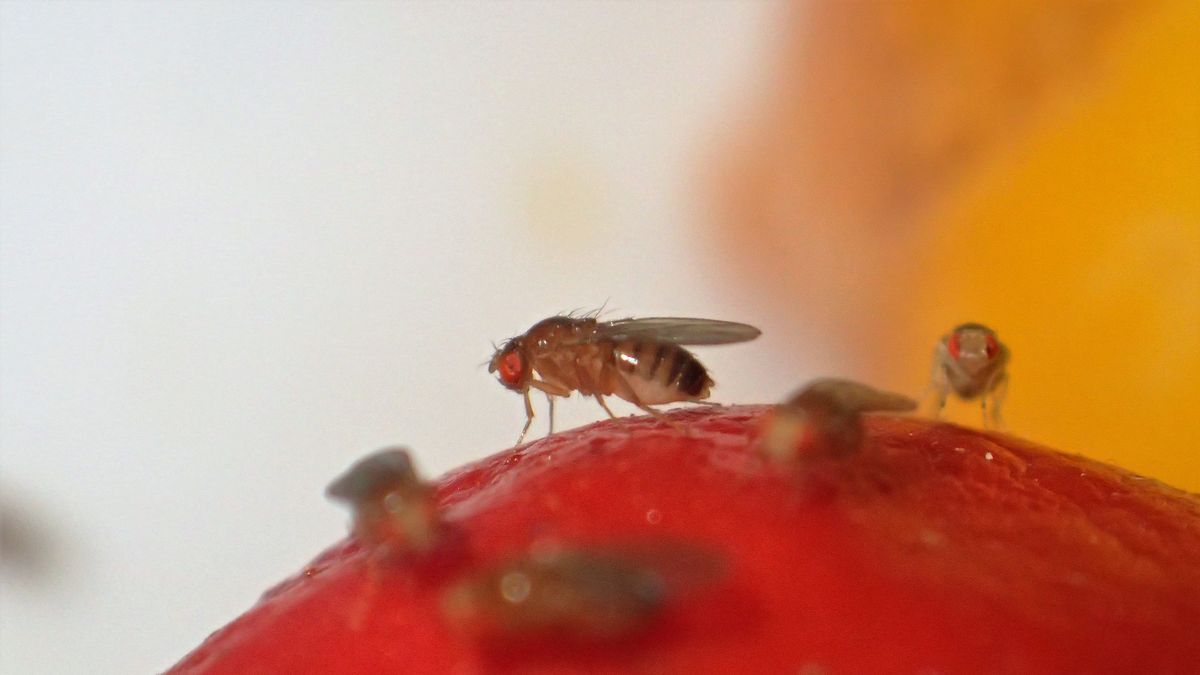 How To Get Rid Of Fruit Flies In 2022