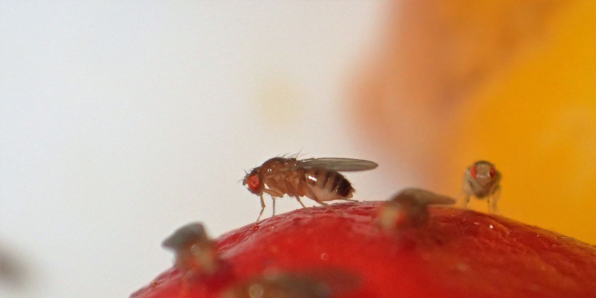 Fly Insect Catcher Sticky, Premium Sticky Adhesive Fruit Fly