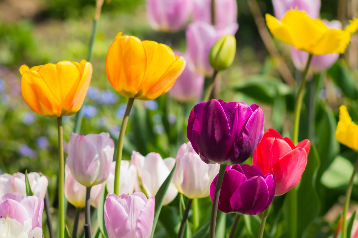 How to Plant Bulbs in Your Garden