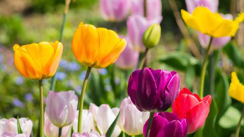 preview for How to Plant Bulbs in Your Garden