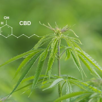 planta de marihuana y su molécula cbd