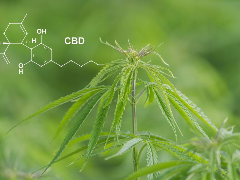planta de marihuana y su molécula cbd