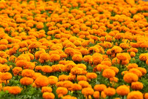 close up of fresh orange flowers blooming in field