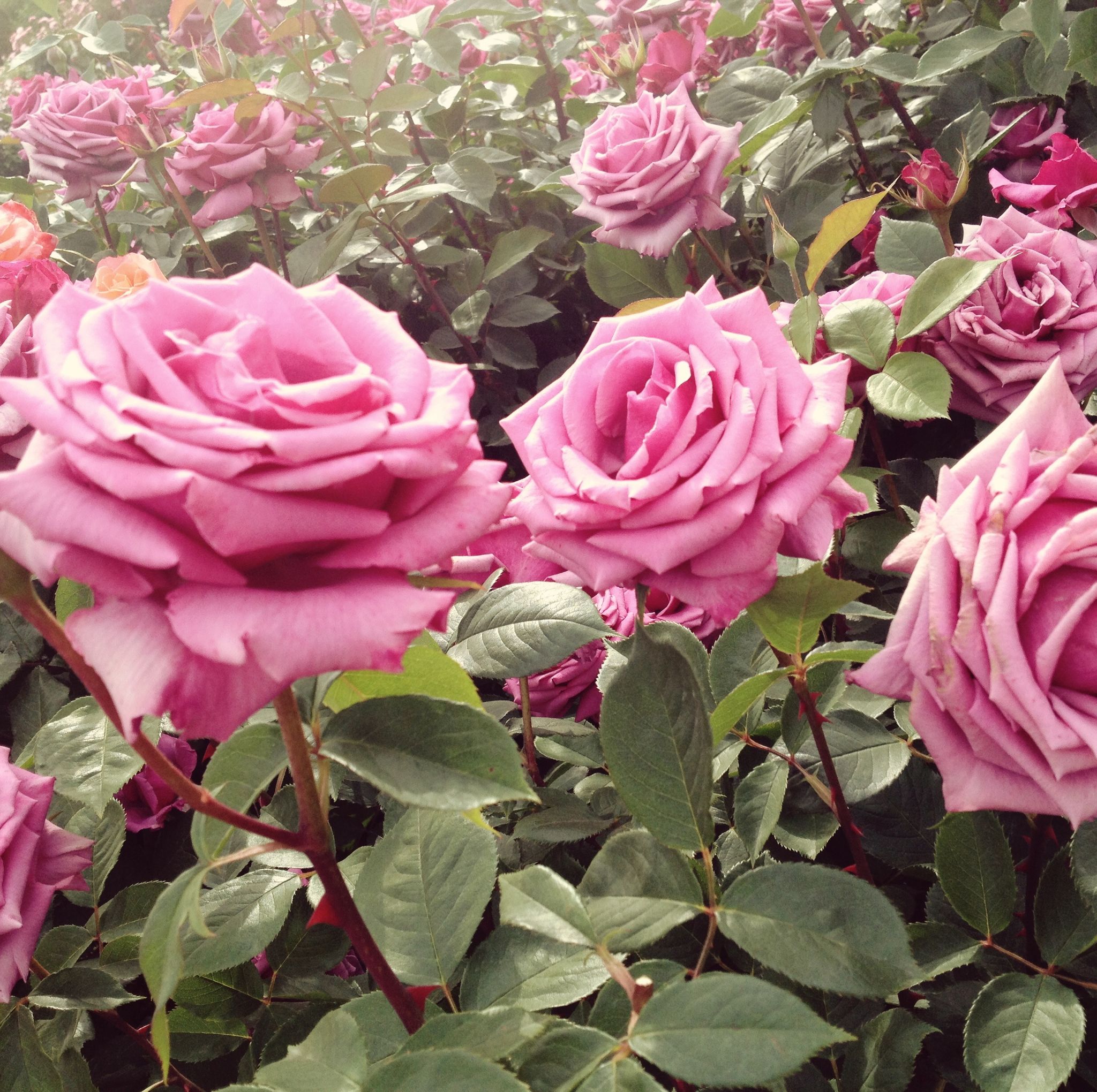 10 rose varieties for your garden