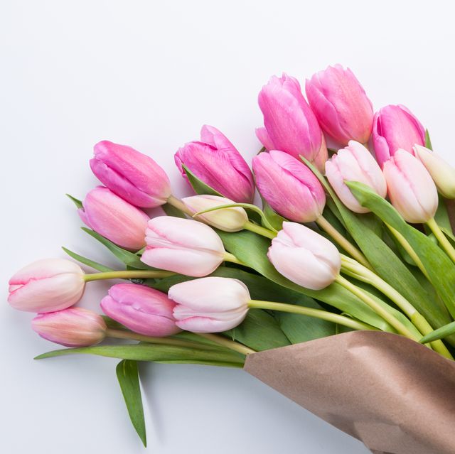 Close-Up Of Fresh Pink Tulips Against White Background