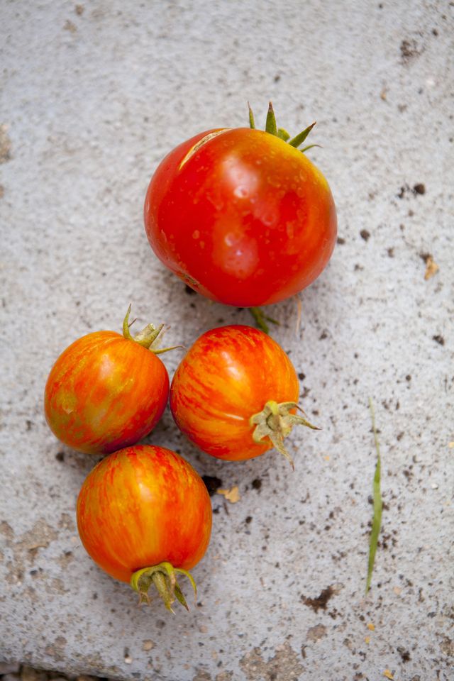 Close up of fresh tomatoes on concrete
