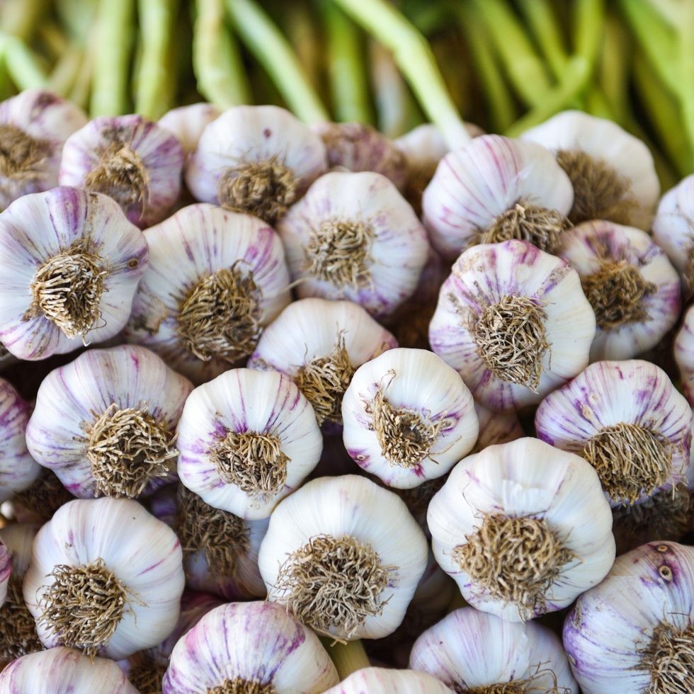 close up of freshly harvested garlic cleaned and ready for drying process