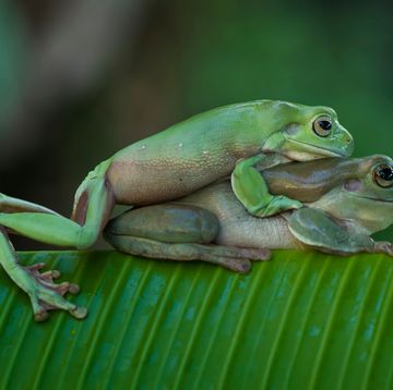 frogs mating on a banana leaf