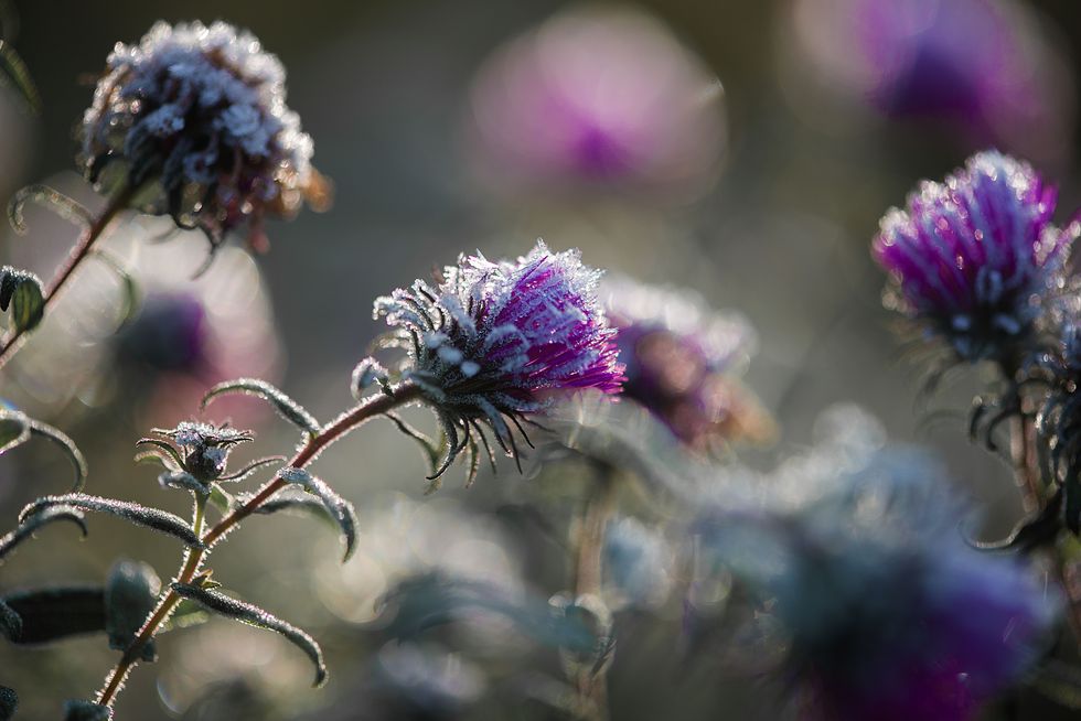 Close-Up Of Frosted Thistles In Garden