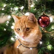 a close up of a ginger cat by a christmas tree