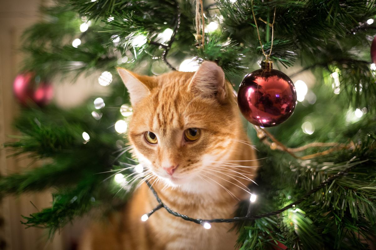 How to Keep Cats Out of the Christmas Tree This Holiday Season
