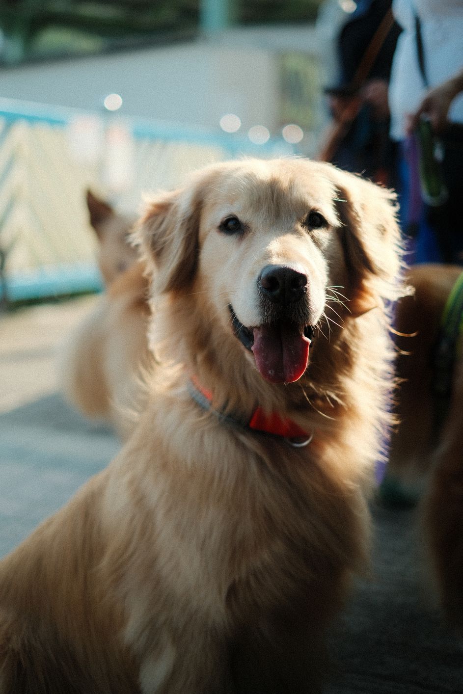 close up of golden retriever with long blond coat looking at the camera and panting