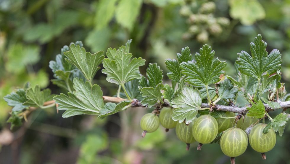 close up of gooseberries hanging on plant