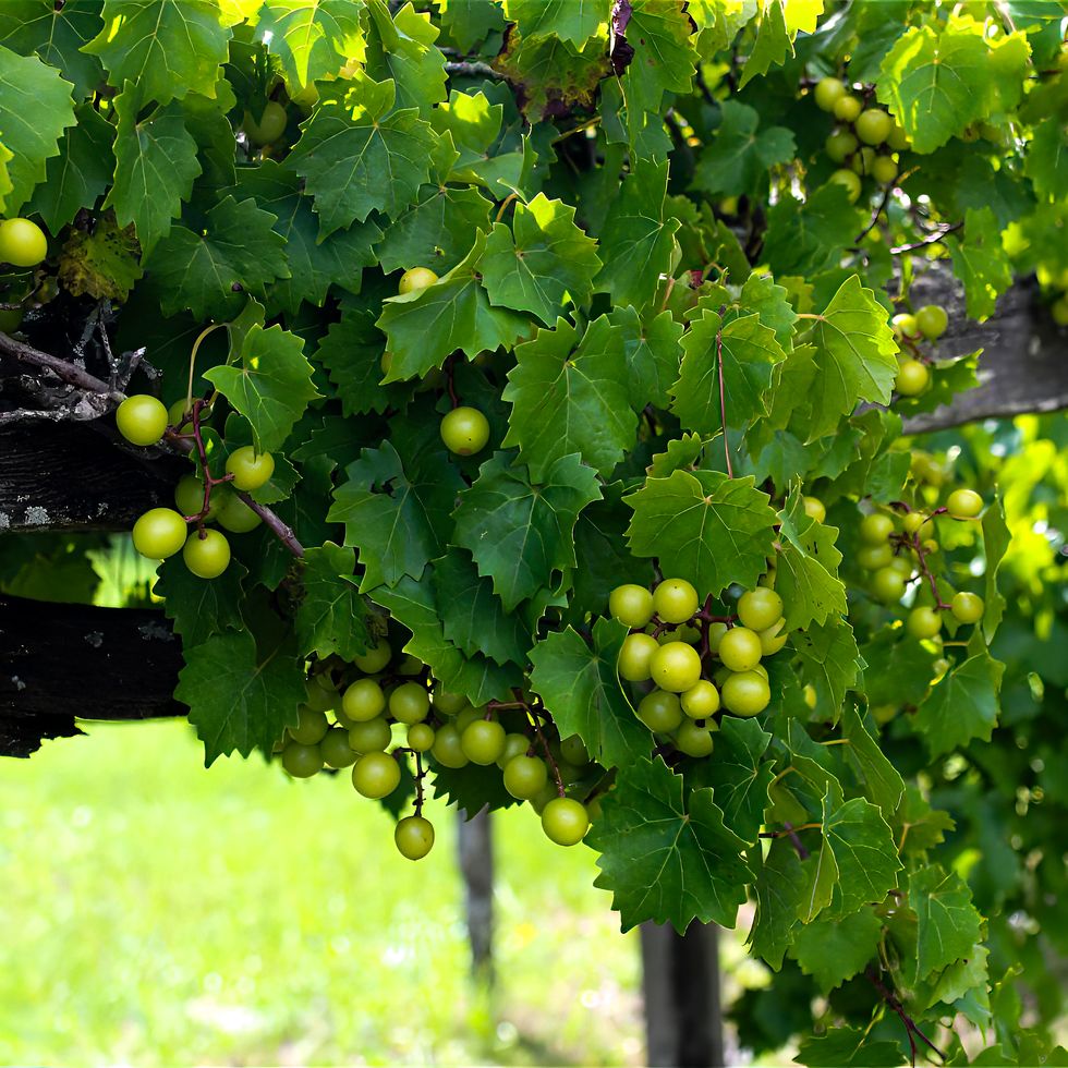 close up of grapes growing in vineyard,north carolina,united states,usa