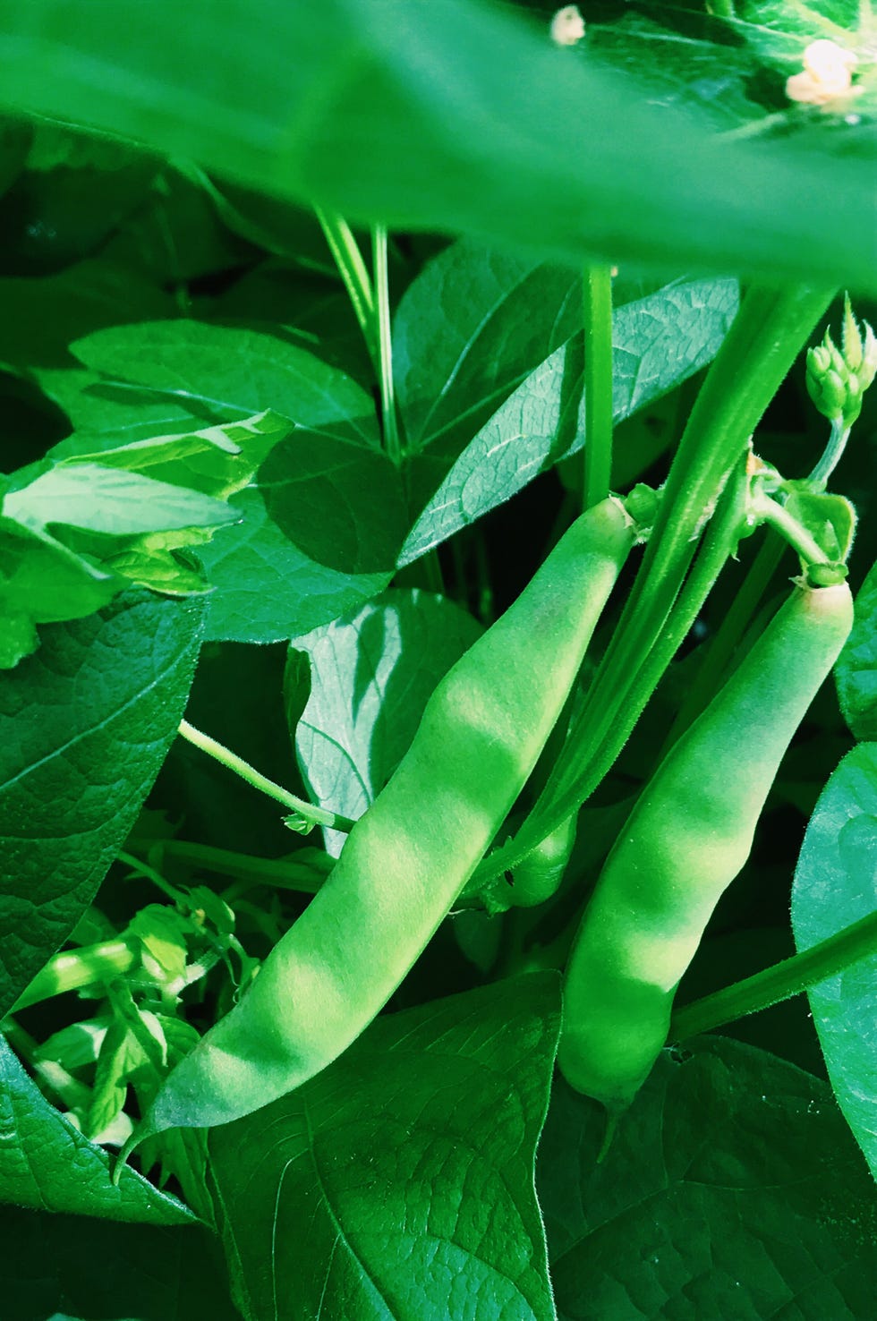 Close-Up Of Green Beans Growing On Plant In Vegetable Garden