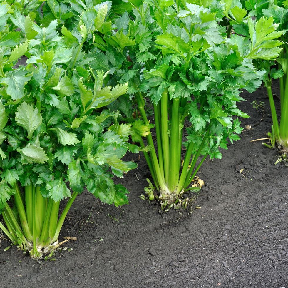 close up of growing celery plantation